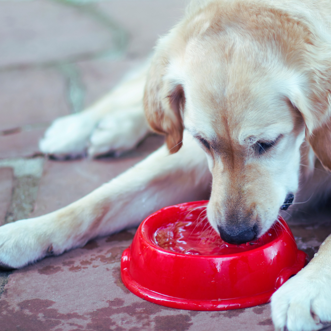 Fulvic Humic Acid for Pets